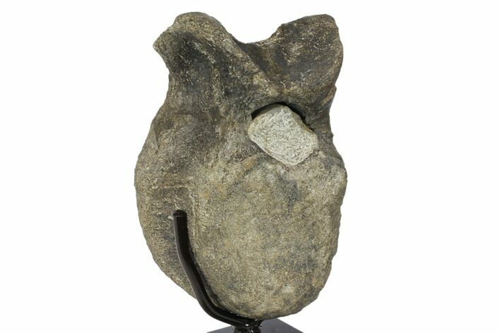 Hadrosaur (Hypacrosaur) Dorsal Vertebra with Stand -Montana #145172